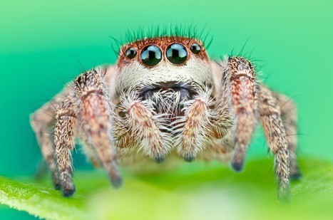 Les araignées sauteuses choisiraient-elles leurs proies d'après la couleur, et spécialement le bleu ? | EntomoNews | Scoop.it