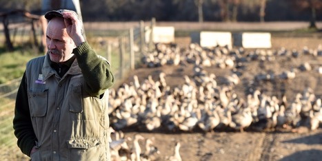 Grippe aviaire : tous les canards des Landes vont être abattus | GREENEYES | Scoop.it