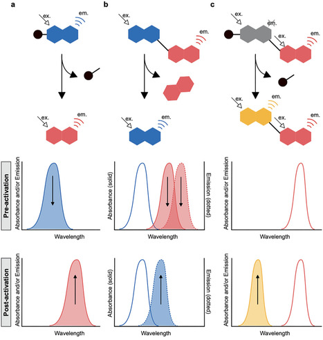 Recent advances in ratiometric fluorescence imaging of enzyme activity in vivo | CiC | RMH | Scoop.it
