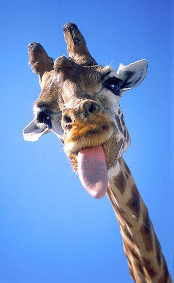 Camelopardalis – the giraffe | Ciencia-Física | Scoop.it