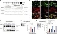 A TALEN Genome-Editing System for Generating Human Stem Cell-Based Disease Models - Cell Stem Cell | TAL effector science | Scoop.it