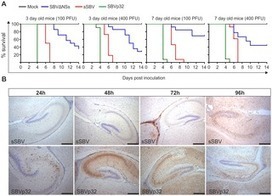 Schmallenberg Virus Pathogenesis, Tropism and Interaction with the Innate Immune System of the Host | Virology News | Scoop.it