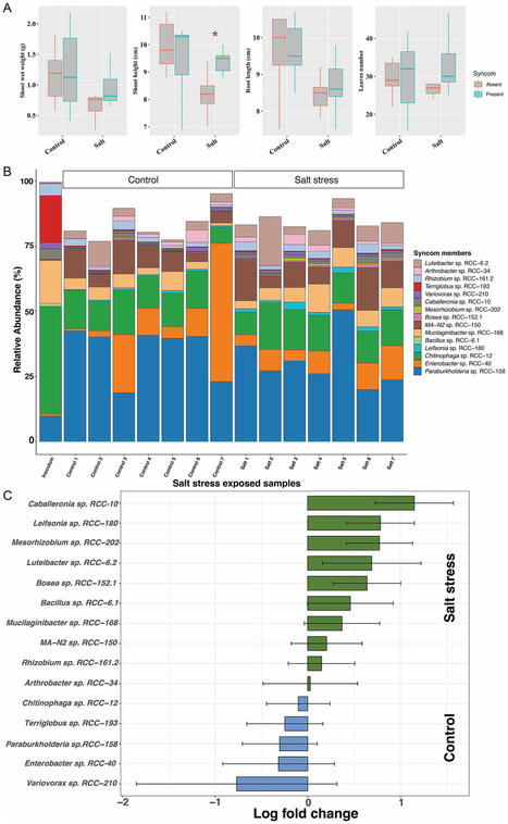 A stable 15-member bacterial SynCom promotes Brachypodium growth under drought stress | Plant-Microbe Symbiosis | Scoop.it