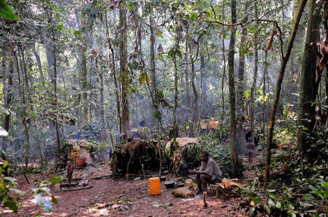 Plan d'am&eacute;nagement forestier, un outil prometteur mais d&eacute;licat pour la restauration des paysages du bassin du Congo | &Eacute;cosyst&egrave;mes Tropicaux | Scoop.it