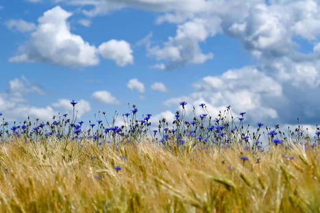 Certains pollens empêchent la pluie de tomber - Futura Sciences | Pour innover en agriculture | Scoop.it