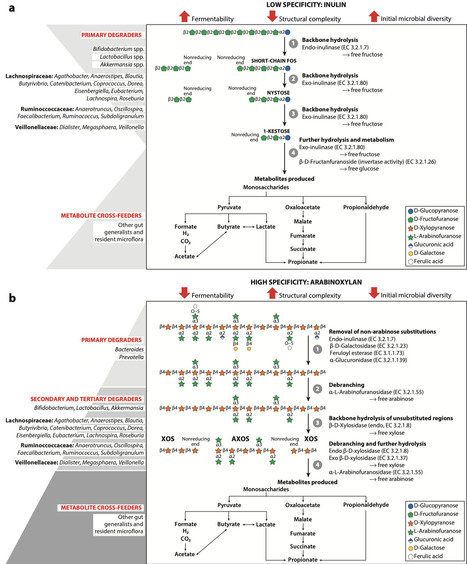 Predicting Fiber Specificity on Gut Microbiome Modulation | anR | RMH | Scoop.it