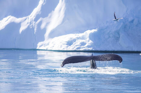 Groenland: des milliers de grandes baleines envahissent la c&ocirc;te est | Revue de presse C&eacute;tac&eacute;s | Scoop.it