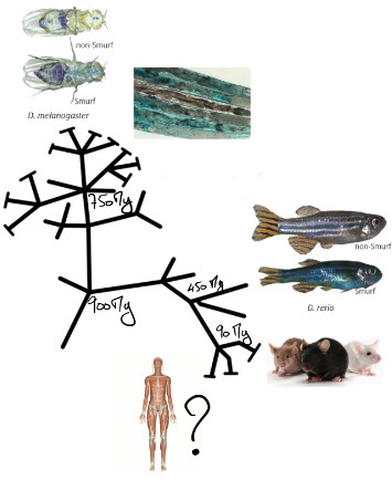 Et si le vieillissement n’était pas un phénomène continu ! Un modèle en deux phases du vieillissement, conservé de la drosophile à la souris | Life Sciences Université Paris-Saclay | Scoop.it