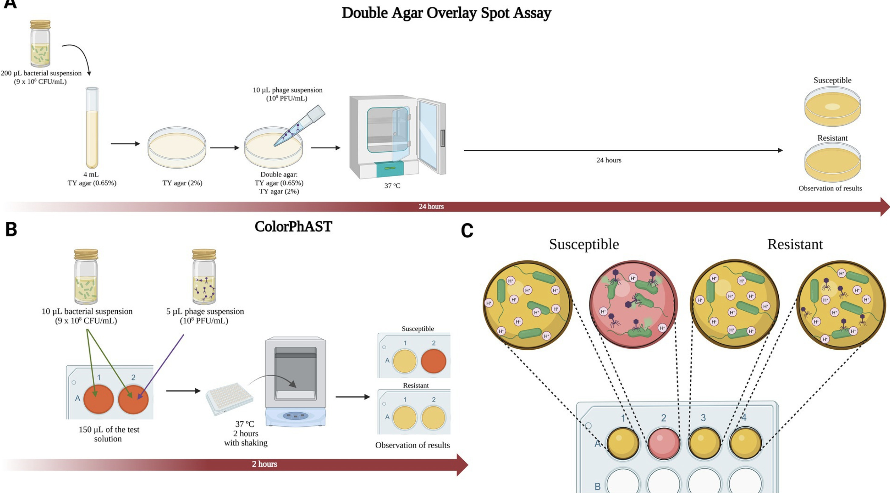 ColorPhAST: a visual rapid colorimetric assay f...