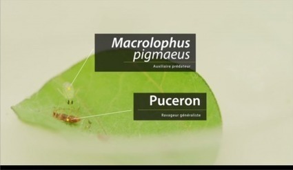 Les recherches et développement en lutte biologique par augmentation réservent encore bien des surprises ! | EntomoNews | Scoop.it