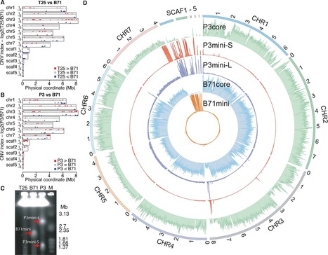 PLOS Genetics: Effector gene reshuffling involves dispensable mini-chromosomes in the wheat blast fungus (2019) | Plant Pathogenomics | Scoop.it