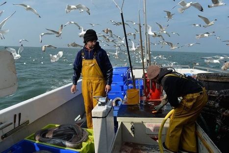 POISCAILLE : des produits de la mer durables en circuit-court | HALIEUTIQUE MER ET LITTORAL | Scoop.it