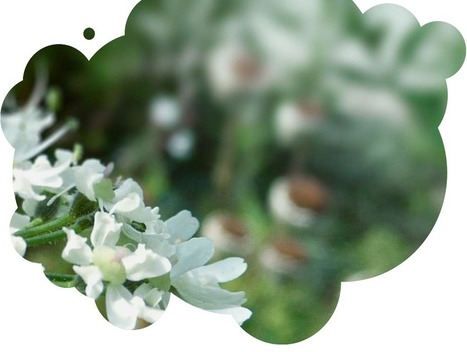 Inauguration d'un nouveau jardin ! - 12 septembre 2015 | Paysage - Agriculture | Scoop.it