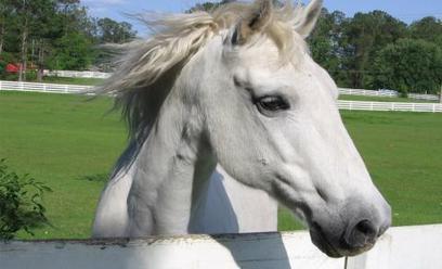 Formation &laquo; identification &eacute;quid&eacute;s &raquo; | www.envt.fr | Cheval et Nature | Scoop.it