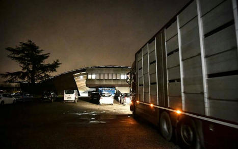 Lot-et-Garonne : plongée dans le marché aux bestiaux d’Agen | Actualité Bétail | Scoop.it