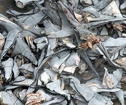 Fisherman's gold: Shark fin hunt empties west African seas | OUR OCEANS NEED US | Scoop.it