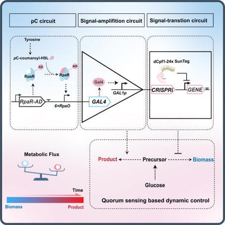 A bacterial-derived quorum-sensing platform enables dynamic metabolic control in yeast | tin | RMH | Scoop.it