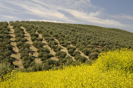 IOC takes part in debates on the future of the Moroccan olive sector | OLIVE NEWS | Scoop.it
