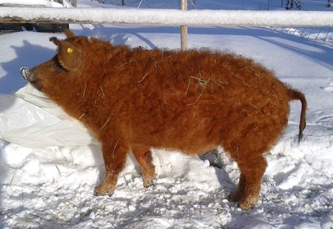 Kiharaturkkinen | 1Uutiset - Lukemisen t&auml;hden | Scoop.it