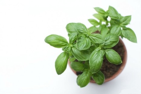5 cose che devi sapere se coltivi il basilico in vaso | Orto, Giardino, Frutteto, Piante Innovative e Antiche Varietà | Scoop.it