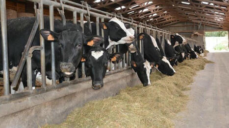 Quels additifs pour réduire les émissions de méthane des vaches laitières ? | SCIENCES DE L' ANIMAL | Scoop.it