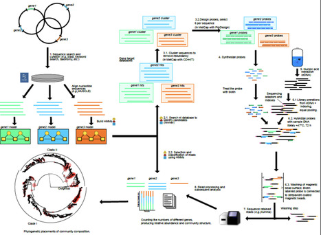 Targeted metagenomics using probe capture detect a larger diversity of nitrogen and methane cycling genes in complex microbial communities than traditional metagenomics | isme | RMH | Scoop.it