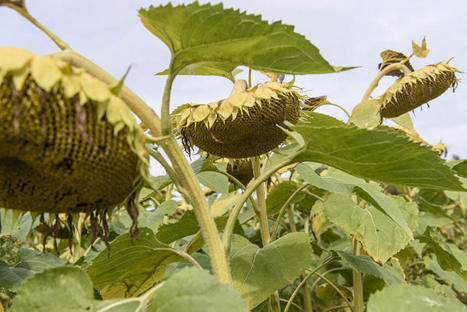 Le taux d’huile de tournesol s’annonce décevant pour la campagne 2022/2023 | CORPS GRAS | Scoop.it