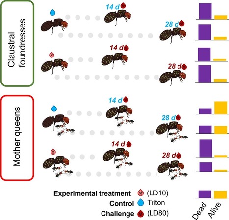 Chez la fourmi Crematogaster scutellaris, les ouvrières sont plus résistantes à un agent pathogène si les reines y ont été exposées auparavant | EntomoNews | Scoop.it