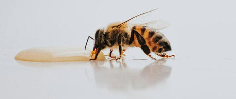 ¿Cómo hacen miel las abejas?  | Artículos CIENCIA-TECNOLOGIA | Scoop.it