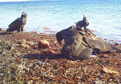 Scrambling birds’ brains: Could this toxic algae offer clues to human diseases? | Coastal Restoration | Scoop.it