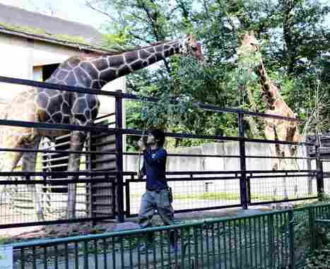 Japanese Zoos Make Compost from Animals’ Droppings, Sell Product to Local Farmers - The Japan News | Industry 411 - Waste Management | Scoop.it