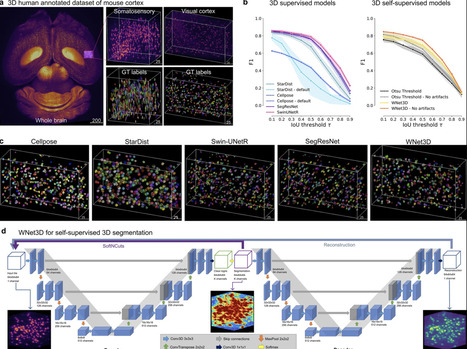 CellSeg3D, Self-supervised 3D cell segmentation for fluorescence microscopy | eLife | RMH | Scoop.it