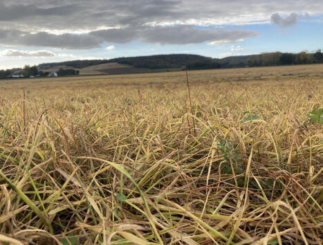AGRICULTURE: Sortir du glyphosate : l&rsquo;&eacute;preuve du terrain | CIHEAM Press Review | Scoop.it