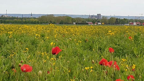 Quel est l'état des lieux de la biodiversité ? - Terre de Champagne-Ardenne | Biodiversité | Scoop.it