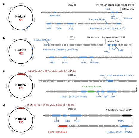 A distinct class of conjugative megaplasmids includes potential vehicles for prophage dissemination | brveco | RMH | Scoop.it
