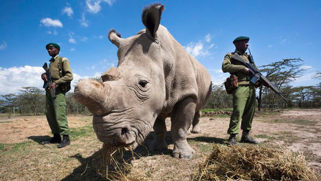 L’homme a tué pratiquement tous les rhinocéros blancs du Nord : il ne reste plus que 5 survivants sur Terre | Koter Info - La Gazette de LLN-WSL-UCL | Scoop.it