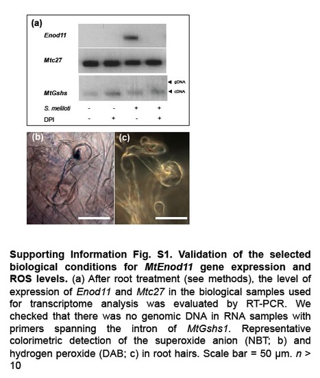 Hydrogen peroxide-regulated genes in the Medicago truncatula-Sinorhizobium meliloti symbiosis | Plant-Microbe Symbiosis | Scoop.it