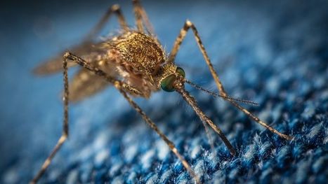 Descubren cómo los mosquitos nos encuentran para picarnos | Bichos en Clase | Scoop.it