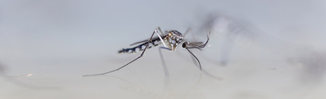 Paludisme : des pistes pour lutter contre un parasite (et un moustique) de plus en plus résistant | Variétés entomologiques | Scoop.it