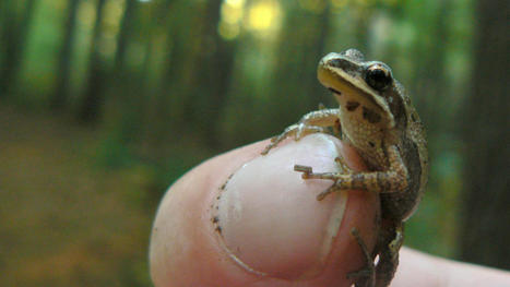 Nature groups threaten to take Ottawa to court over Quebec frog protection - Montreal | Globalnews.ca | Ils parlent de nous ! | Scoop.it