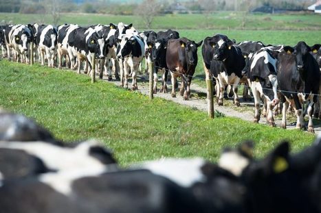 FrieslandCampina augmente le prix du lait de novembre | Lait de Normandie... et d'ailleurs | Scoop.it