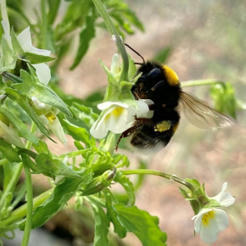 Les fleurs des champs abandonnent les insectes pollinisateurs | EntomoNews | Scoop.it