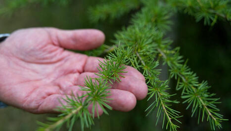 Réchauffement climatique : l'ONF entraîne les arbres à être plus résistants à la sécheresse : épisode /11 du podcast On vous explique | Changement climatique & Biodiversité | Scoop.it