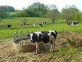 Chambres d'agriculture : Analyse financière des exploitations laitières : dans la tourmente, les exploitations laitières ont des atouts économiques à faire valoir | SCIENCES DE L' ANIMAL | Scoop.it