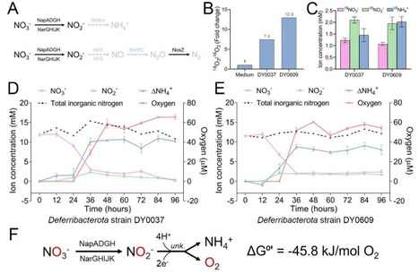 Nitrate-driven dark oxygen production by divers...