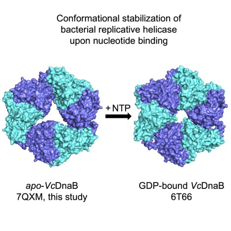 The apo-form of the Vibrio cholerae replicative helicase DnaB is a labile and inactive planar trimer of dimers | I2BC Paris-Saclay | Scoop.it