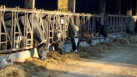 Colliers connect&eacute;s : P. Catteau (78), &laquo;&nbsp;Une meilleure d&eacute;tection des chaleurs et des animaux malades&nbsp;&raquo; - Agri Mutuel | Pour innover en agriculture | Scoop.it