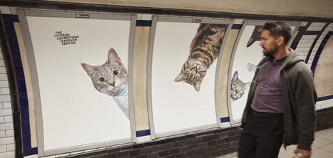 Ce collectif remplace les publicités du métro londonien par des photos de chats | Pratiques et tendances en communication visuelle | Scoop.it