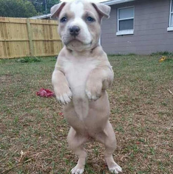 l'&eacute;talon d&eacute;tala devant l'&eacute;talage. | Net-plus-ultra | Scoop.it