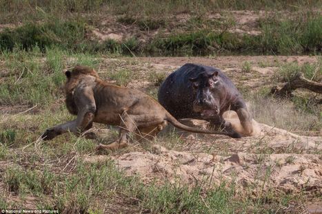 Stunning pictures show battle to the death between hippo and two lions in South Africa | Everything Photographic | Scoop.it